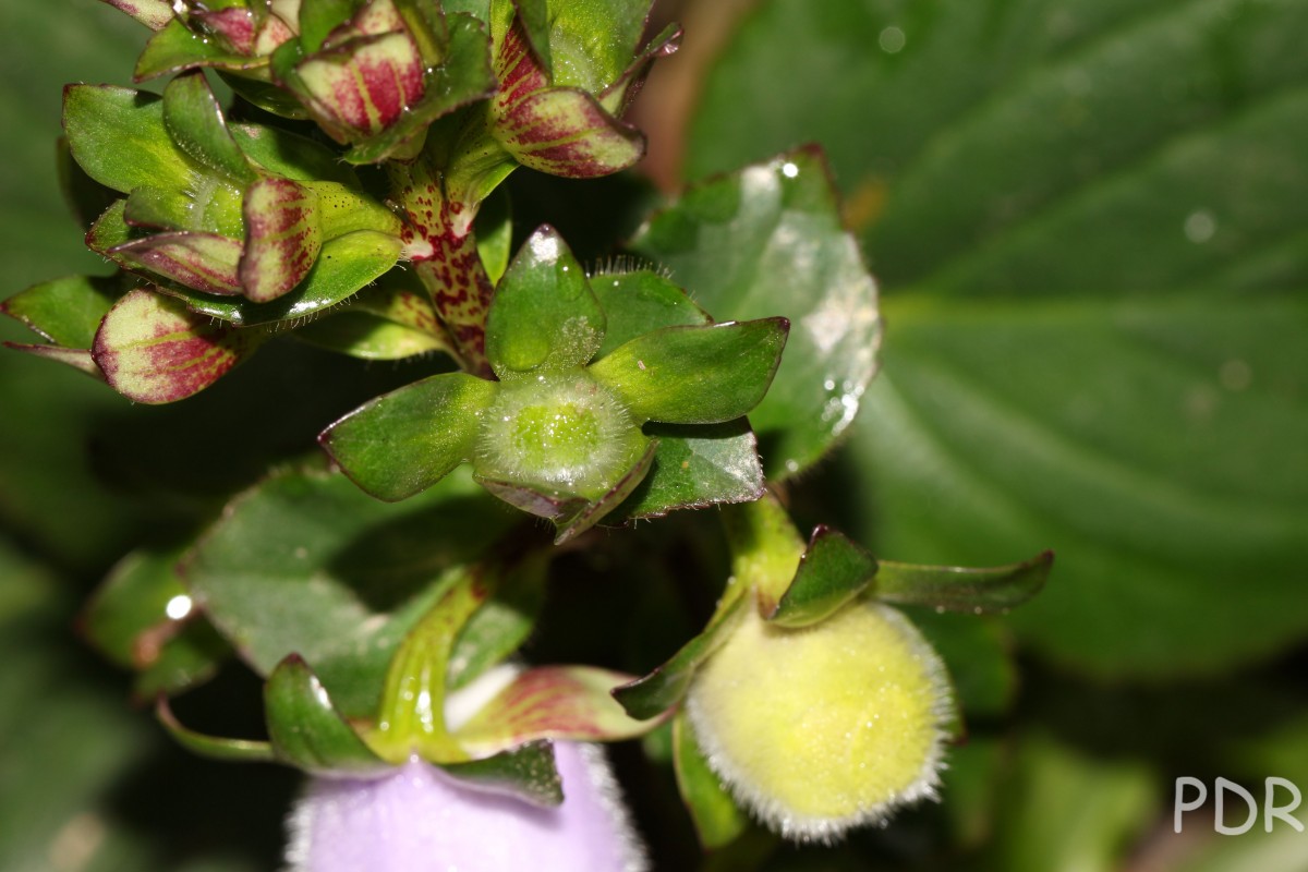 Gloxinia perennis (L.) Druce